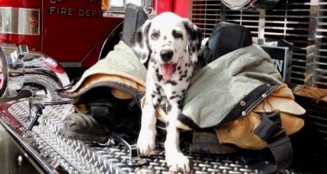 photo by Columbia Adair County Fire Department