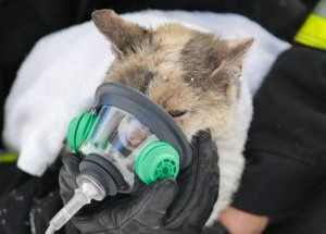 photo by Mark Cornelison