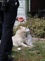 photo by Louisville FD